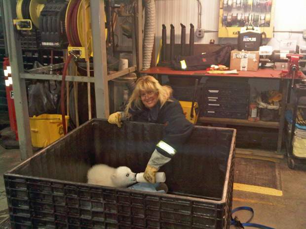 Polar bear cub rescued at Alaskan oil field - image