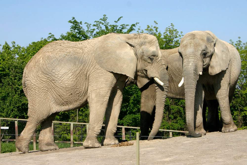 Pack up elephants, Toronto zoo staff urges - image