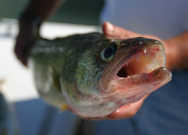 Peterborough County and Curve Lake First Nation are conducting a joint study of Chemong Lake's walleye population.