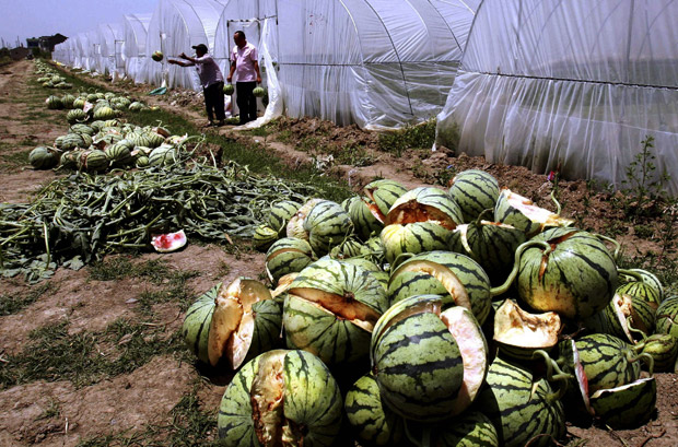 Fields of watermelon explode after growth chemical overdoses in China - image