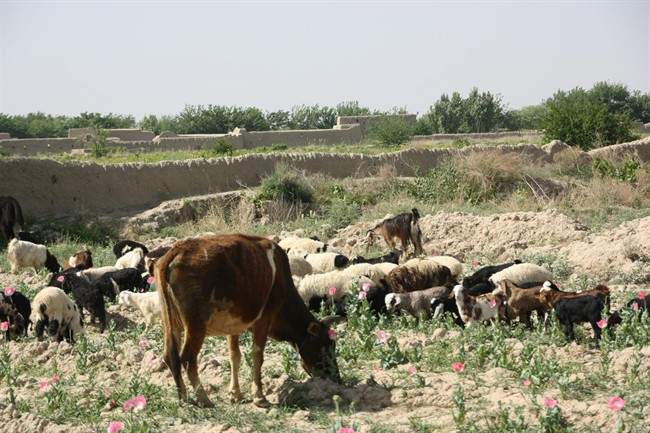 Cattle and sheep graze on the side of a road east of Mushan, Afghanistan, on Sunday, April 17, 2011, near the insurgent compound in which Cpl. Steve Martin was killed last December. The Taliban compound deep in Afghanistan's Panjwaii district where Cpl. Steve Martin died is now rubble.Only the mosque remains standing.THE CANADIAN PRESS/Colin Perkel.