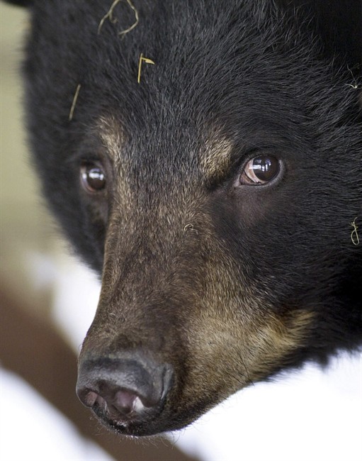 This April 9, 2003 file photo shows a female black bear.