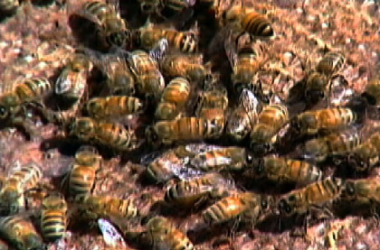 Bee causes Saskatoon collision | Globalnews.ca