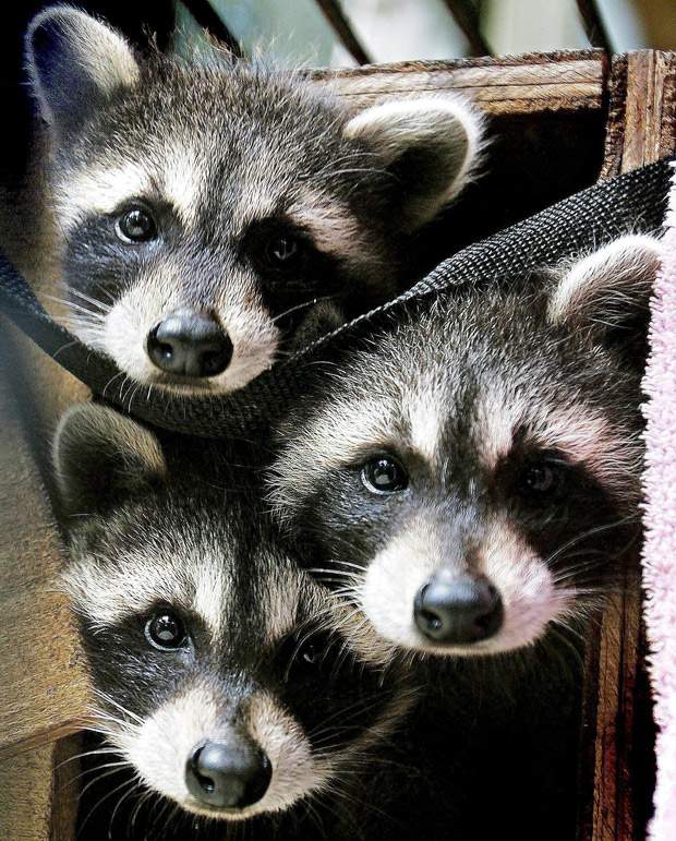 Rage against the raccoon - image