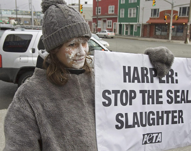 Commercial seal hunt off Canada’s East Coast one of the worst on record - image