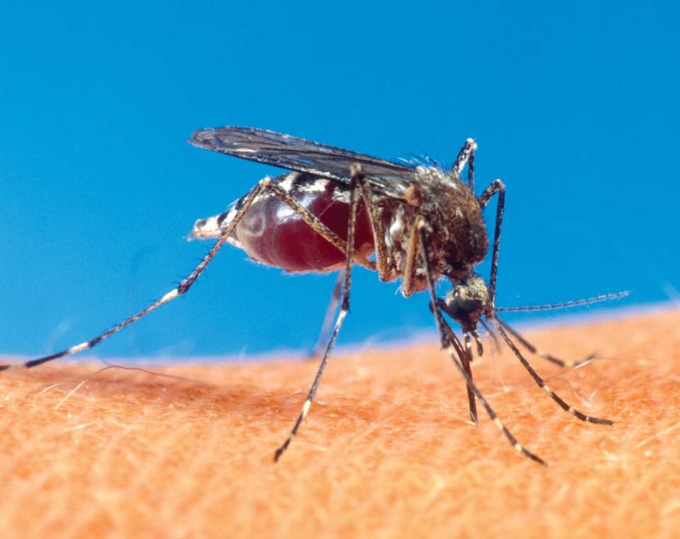 City considering cutting bug budget with mosquito population set to rise - image