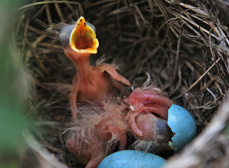 Robin’s Nest - image