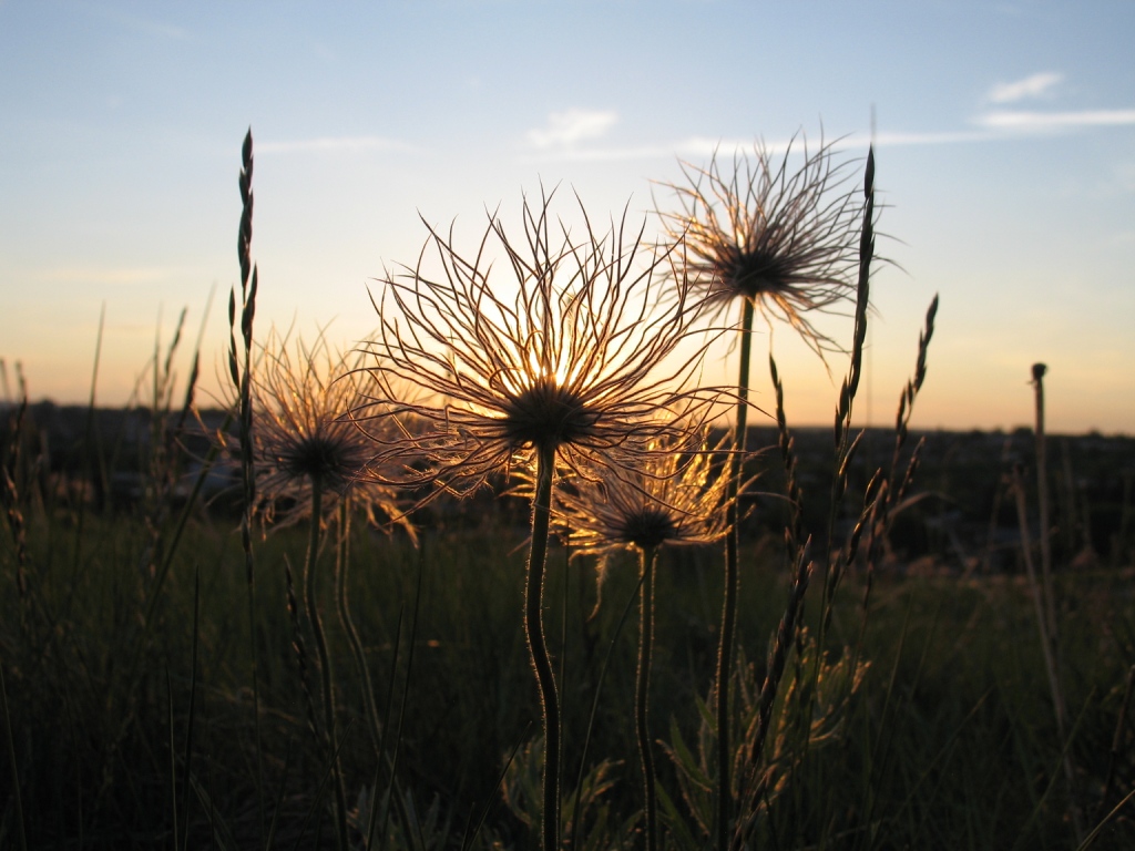 Dandy tips for controlling dandelions - image