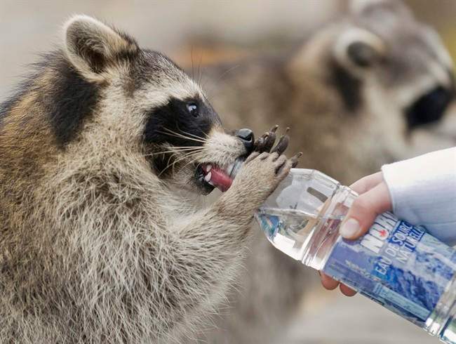 Toronto man charged with animal cruelty after report he hit raccoons ...