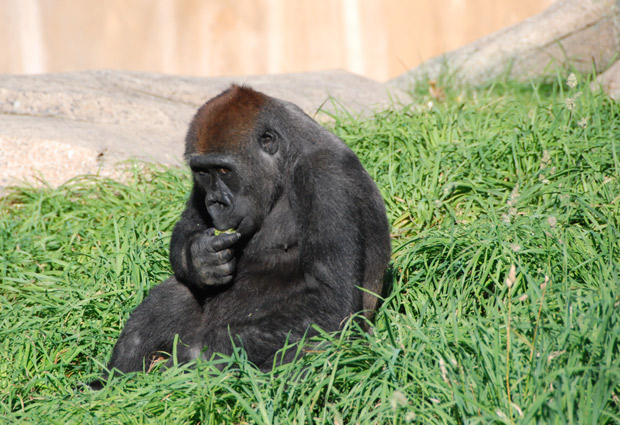 Video: Zola the break-dancing gorilla at Calgary Zoo goes viral - image