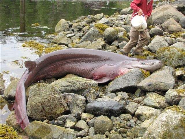 Shark washes up on Pender Harbour beach - image