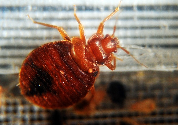 Bed bugs 101 - image