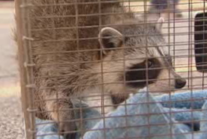 Anti-raccoon rally planned by neighbours of man charged with animal ...