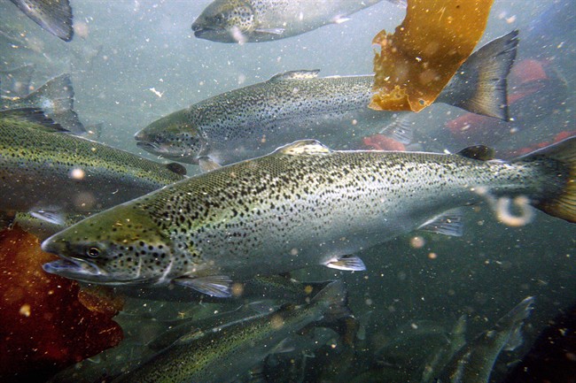 Atlantic salmon swim in a pen, Friday, Oct. 10, 2008, in Eastport, Maine. THE CANADIAN PRESS/AP PhotoRobert F. Bukaty and Jason Leighton.