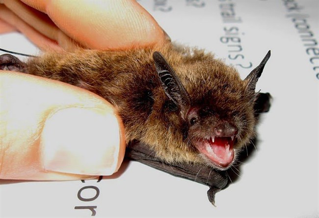 The Regina Qu'Appelle Health Region said Thursday that one bat in Regina recently tested positive for rabies.