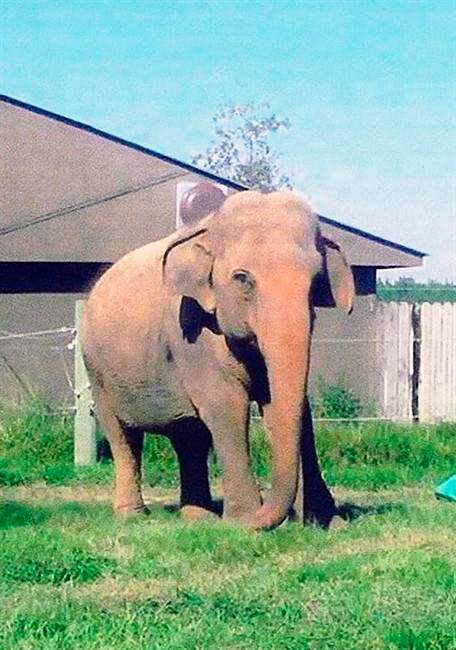 In this undated photo, Queenie, one of the elephants at Wild Adventures is seen in Valdosta, Ga. Operators of a south Georgia theme park say an Asian elephant that gained fame by water skiing decades ago has died. he Valdosta Daily Times reports that 59-year-old Queenie was euthanized Monday morning May 30, 2011 after her health deteriorated.(AP Photo/The Valdosta Daily Times).