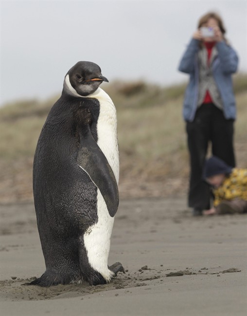 ⭐︎ PenGuin⭐︎ No free ride home for penguin lost in New Zealand; officials want