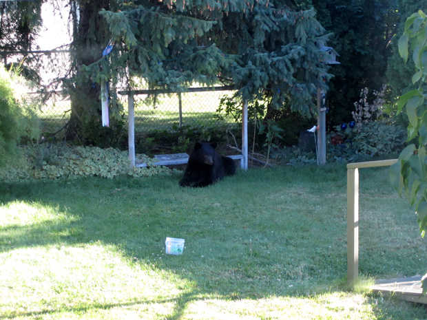 Kananaskis Country celebrating Bear Days - image