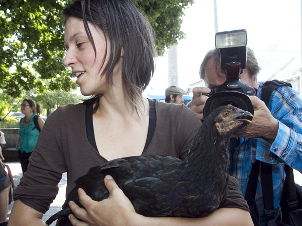 In urban centres, more and more chickens coming home to roost - image