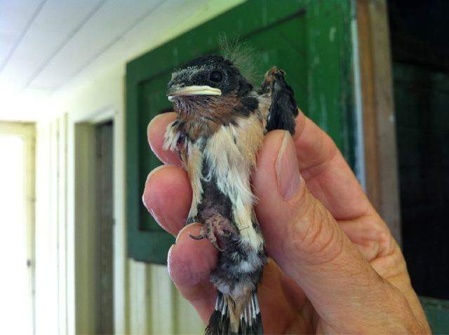 Barn Swallows declining in B.C. - image