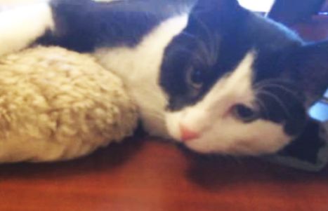 Edmonton Humane Society to hold fee free adoption drive for adult cats - image