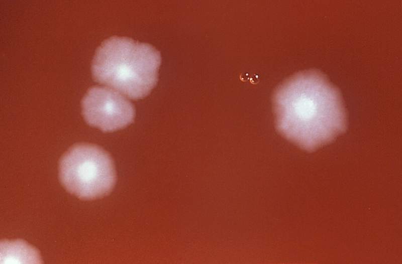 Niagara hospitals targeted by rally after rash of C. difficile deaths - image