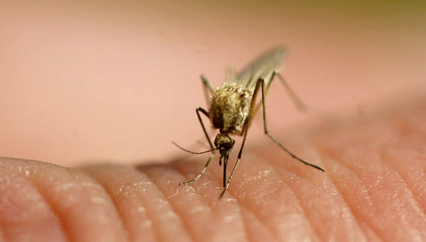 Stinky feet may help scientists fight malaria-causing mosquitoes - image