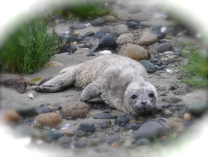 Abandoned seal pup found on Rathtrevor Beach, Vancouver Island