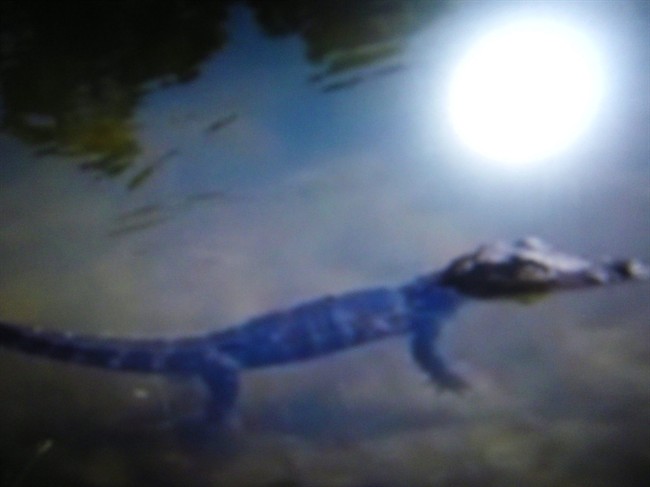 An Alligator is seen in this photo taken Thursday July 14, 2011, in Mill Pond, backing into Rawdon Creek, in Stirling, Ont. An eastern Ontario police chief is warning area residents to be cautious when dipping their toes in a local creek. Police in Stirling-Rawdon, northwest of Belleville, Ont., have released a photo of what appears to be a small alligator in the mill pond. THE CANADIAN PRESS/HO- Ronald Main.
