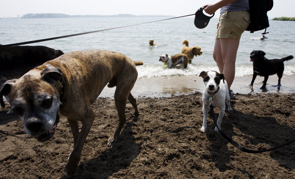 Sweltering in the sun? Your animal is too, watch for signs of heatstroke - image