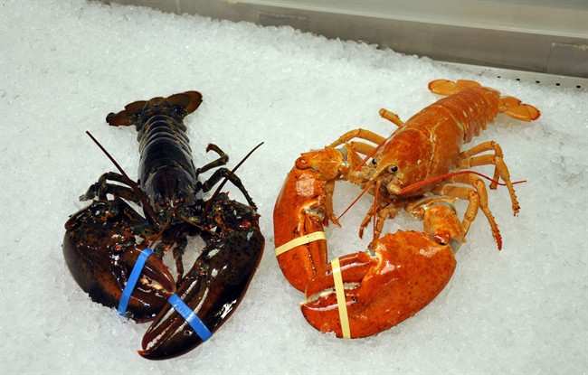 A three-member independent panel tasked with examining slumping lobster prices in the Maritimes will begin its work next month.