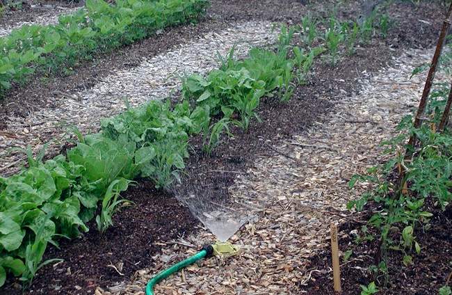 This undated photo shows a garden hose watering corn and bibb lettuce, left, and tomato plants, right, in a garden in New Paltz, N.Y. When watering, water either deeply and infrequently with a sprinkler or bucket; or water lightly and frequently with so-called "drip irrigation." (AP Photo/Lee Reich).