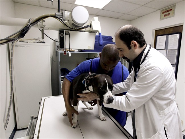 This June 18, 2011 photo shows veterinarian Stan Avezov, right, as he places Associated Press Photo Editor Richard Vogel's dog Marley, a 3-year-old pit bull mix, on an X-ray table for a broken toe at the McClave Animal Hospital in the Reseda section of Los Angeles. Marley broke her toe after chasing after a squirrel in a dog park. (AP Photo/Richard Vogel).