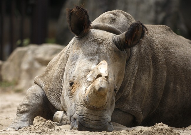 Nabire, the 27-year-old northern white rhino sits in her enclosure at the zoo in Dvur Kralove, Czech Republic, Friday, July 8, 2011. Another female northern white, Nesari, died in Dvur Kralove in her sleep May 26, 2011, at the age 39, further reducing the world's dwindling population of the critically endangered animal. (AP Photo/Petr David Josek).