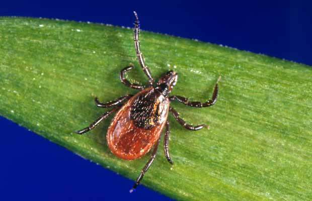 Five ticks have tested positive for Lyme Disease in Alberta - image