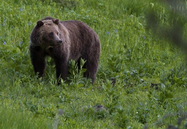 The economics of grizzly bear hunting and viewing in B.C. - image