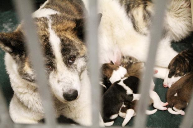 Akita dogs involved in attack to be euthanized - image