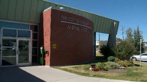 Animal & Bylaw Services .