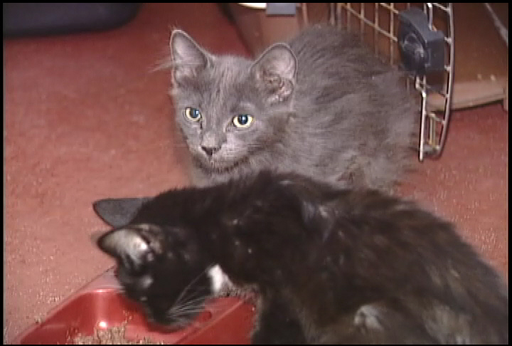 File photo of cats. Dead cats were found on property outside Prince Albert, Sask. stomped on, drowned.