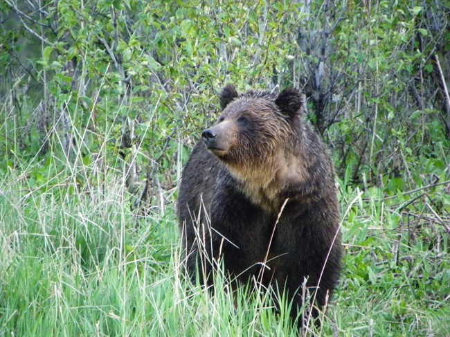A female grizzly bear is shown in a handout photo.