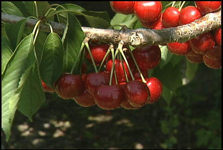 New technology could send Okanagan fruit farther, prevent spoiling - image