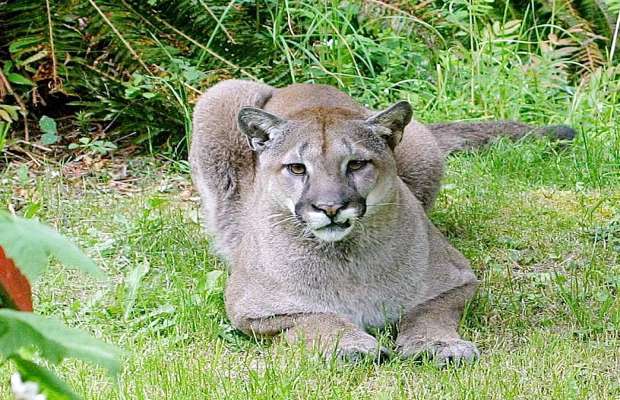 File photo of a cougar, not the actual cougar seen in West Vancouver.