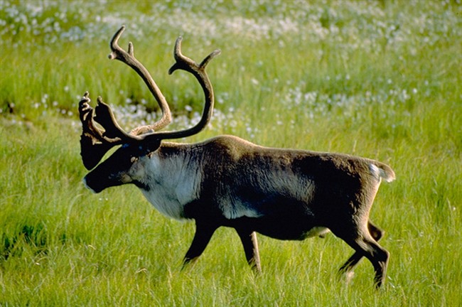 A woodland caribou bull is seen in this undated handout photo.