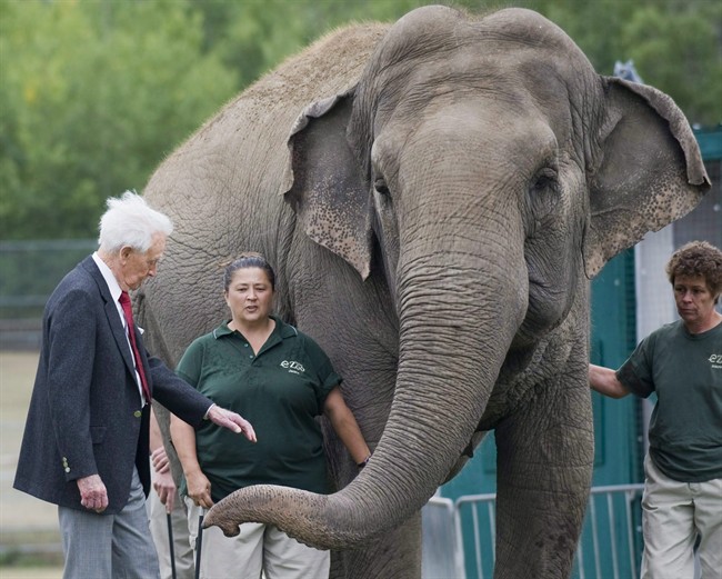 Bob Barker meets Lucy the elephant at Edmonton's River Valley Zoo on September 17, 2009. Animal welfare groups fighting to see a lone elephant at Edmonton's zoo moved to a sanctuary in the United States have been dealt a blow by Alberta's top court, Thursday Aug., 4, 2011. THE CANADIAN PRESS/Ian Jackson.