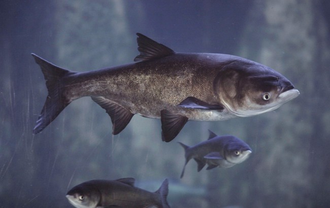 FILE - In this Jan. 12, 2010 file photo, Asian bighead carp swim in an exhibit at Chicago's Shedd Aquarium. The Army Corps of Engineers is studing weather to separate the Great Lakes and Mississippi watersheds, which could include returing the rivers original flow in an attemp to stop Asian carp and other invasive spiecies from traveling through the two basins. The flow of the river into the lake was reversed in the late 1800's to prevent pollution from reaching Lake Michigan. (AP Photo/M. Spencer Green, File).