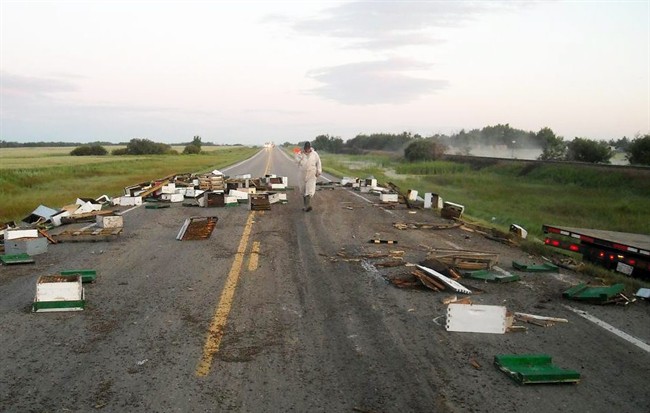 Traffic was being detoured and RCMP officers were abuzz after a trucking carrying honey bees was involved in a collision on an Alberta highway, pictured on Thursday Aug. 4, 2011. Mounties say the bees got loose after the early morning crash on Highway 13 southeast of Edmonton. THE CANADIAN PRESS/ HO-RCMP.