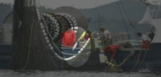 Fishermen taking too long to throw chum salmon back into water - image