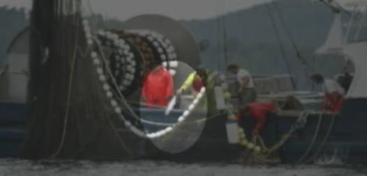 Fishermen taking too long to throw chum salmon back into water - image