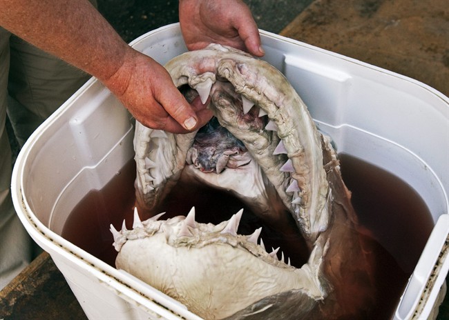 John Gilhen, curator emeritus at the Nova Museum, displays the head of a great white shark at the museum in Halifax on Wednesday, Aug. 17, 2011. The 271 kilogram shark was caught in a fishing weir on the Bay of Fundy near Economy, N.S. THE CANADIAN PRESS/Andrew Vaughan.
