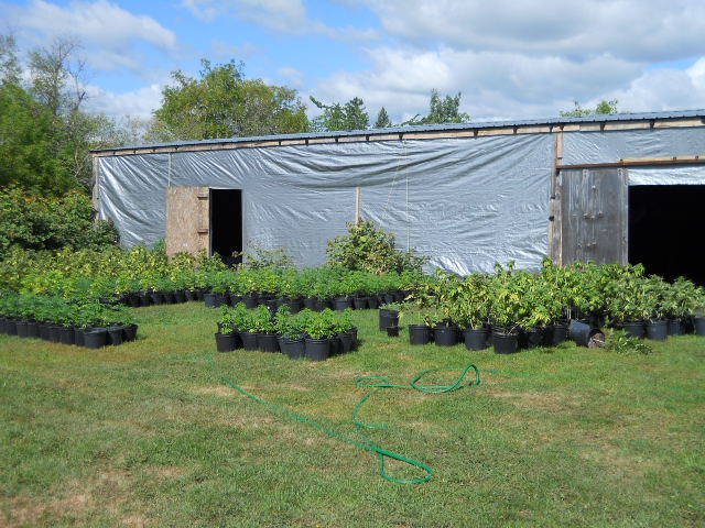 Police bust a a medical marijuana grow up.